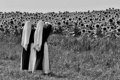 Nuns and Sunflowers 2025