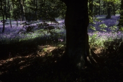 Bluebells Bluebells